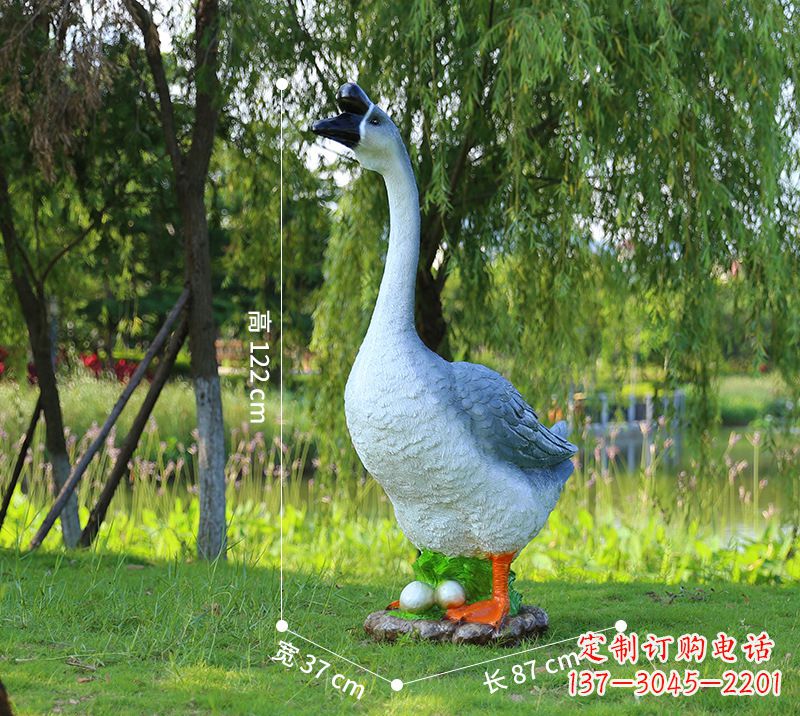 安阳站立的灰色天鹅